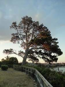 Новозеландское дерево